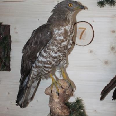 07 Wespenbussard