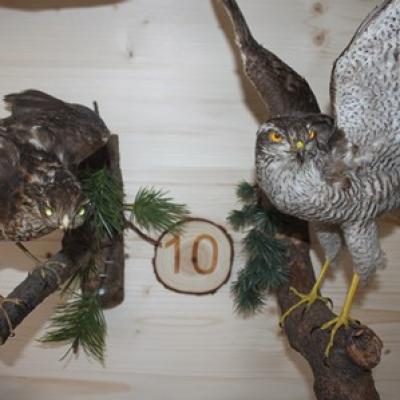 10 Sperber