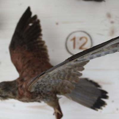 12 Turmfalke