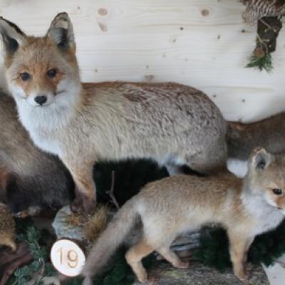 19 Fuchs