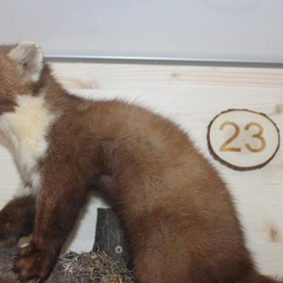 23 Baummarder