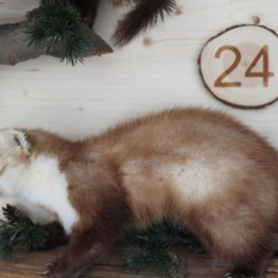 24 Steinmarder