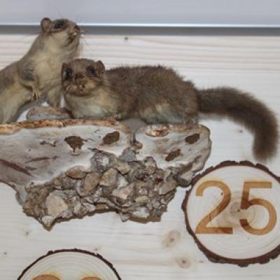 25 Siebenschlafer