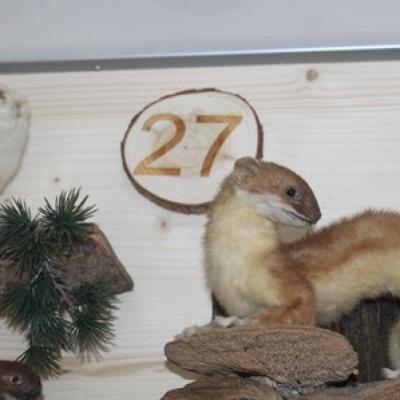 27 Grosses Wiesel