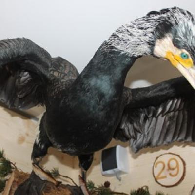 29 Kormoran