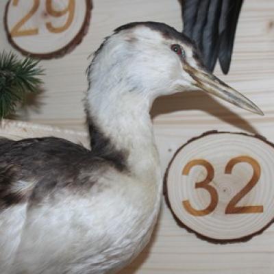 32 Haubentaucher