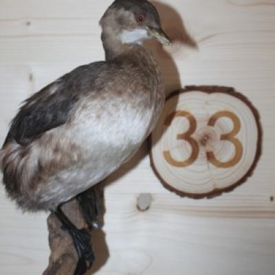 33 Zwergtaucher