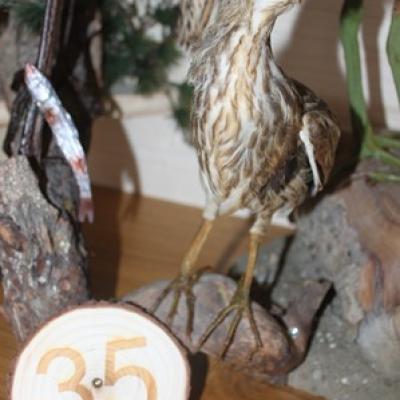 35 Zwergdommel