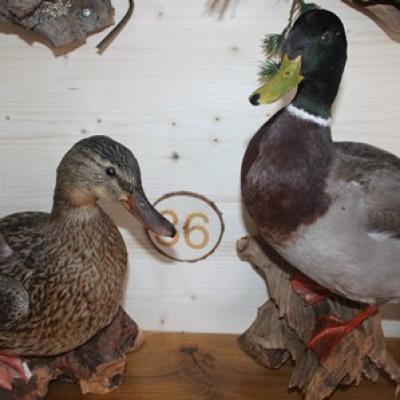 36 Stockente