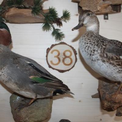38 Krickente