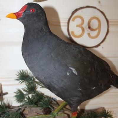 39 Teichhuhn
