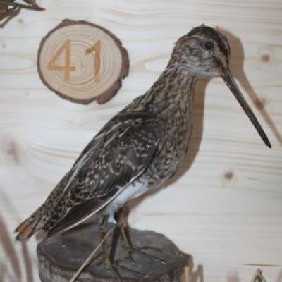 41 Bekassine