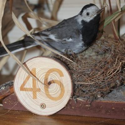 46 Bachstelze
