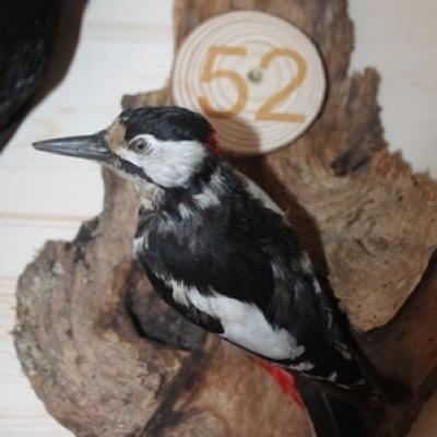 52 Buntspecht