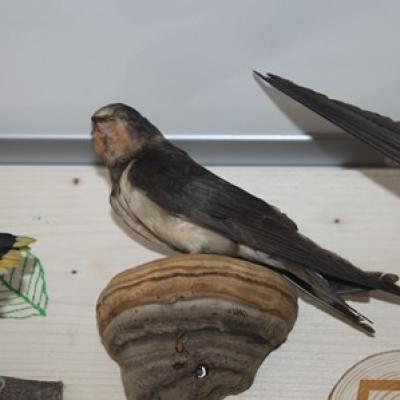 54 2 Rauchschwalbe