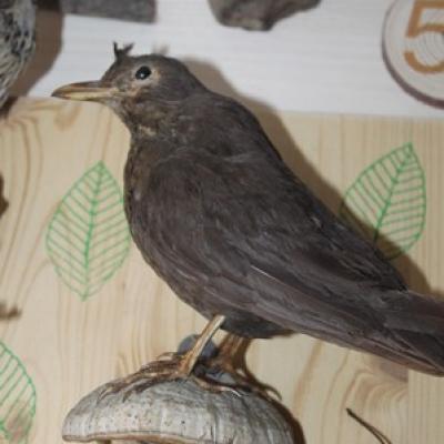 54 6 Amsel.jjpg