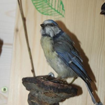 54 8 Blaumeise