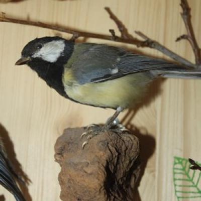 54 9 Kohlmeise