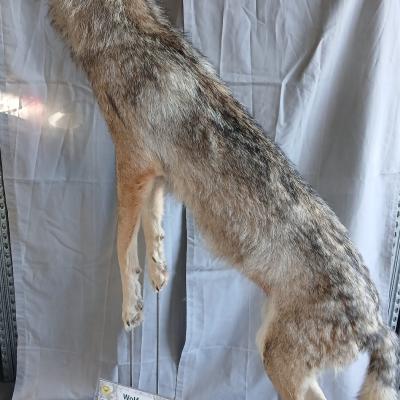 57 Wolf