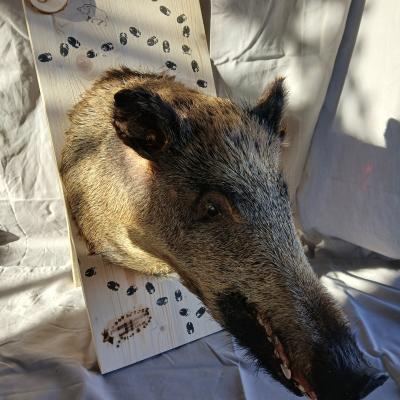 60 Wildschwein