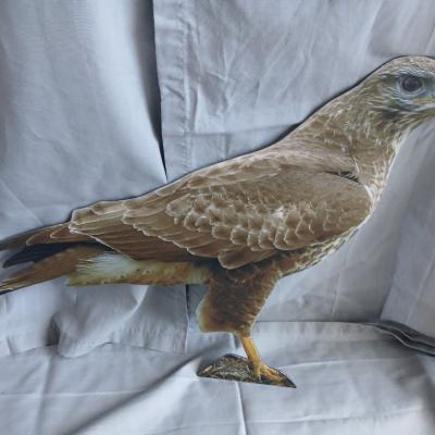 13 Mausebussard