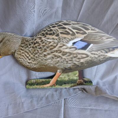 22 Stockente
